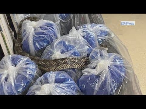 Rat snake found cooling off in garage at Heights home