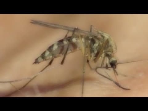 New Orleans Officials Warn of West Nile Spike | How to Stay Safe This Mosquito Season