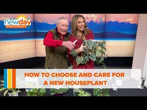 Bring a new houseplant home – what to choose and how to take care of your new baby! - New Day NW
