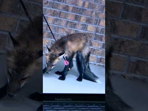 ‘Lucky’ Fox Recovering After Someone Shot It With An Arrow