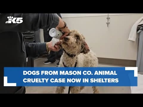 A new 'leash' on life: Mason County dogs moving to shelters, receiving care