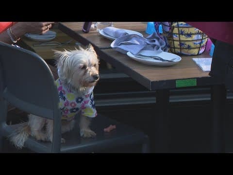 The Yard hosts inaugural 'Bark Crawl'
