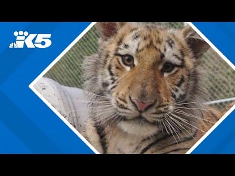 Shelton animal sanctuary says 20 large cats are dead from avian flu outbreak