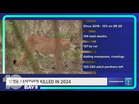 Florida panther hit, killed by car marking the 17th death this year