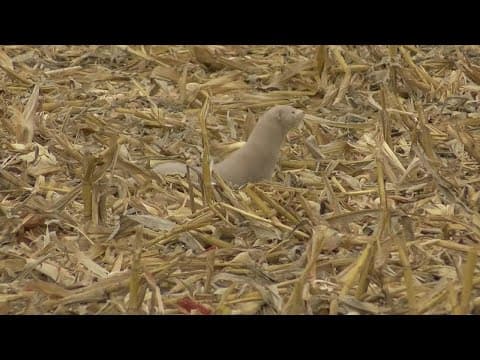 Thousands of mink released from northwest Ohio farm
