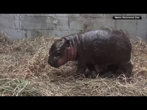 Richmond Zoo is still holding votes to name new baby hippo