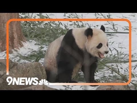 Giant pandas return to National Zoo