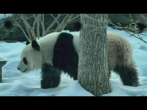New panda photos ahead of first public day at National Zoo