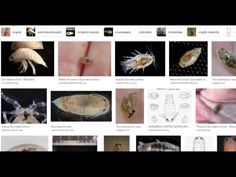 What is this tiny, underwater sea creature biting feet in Mission Bay?