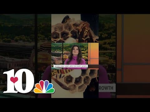 When wasps attack! #blooper #newsbloopers