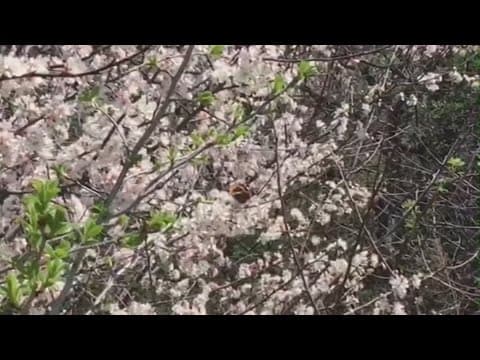 Climate change could be influencing allergies