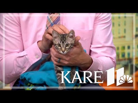 June is Adopt a Cat Month: How to help?