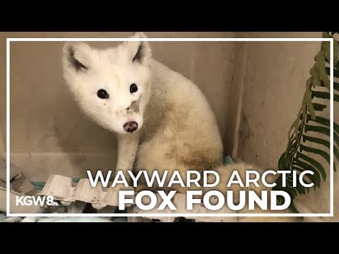 Arctic fox found in Portland taken to wildlife hospital