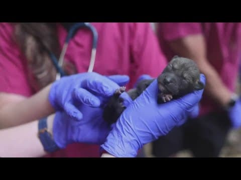 6 critically endangered red wolf pups born at Zoo Knoxville