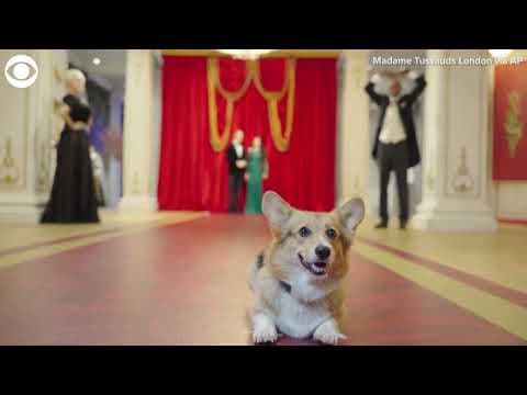 Corgis get VIP tour of new Royal Palace attraction at Madame Tussauds