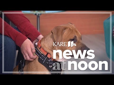 Ruff Start Rescue helps animals abandoned after hurricanes