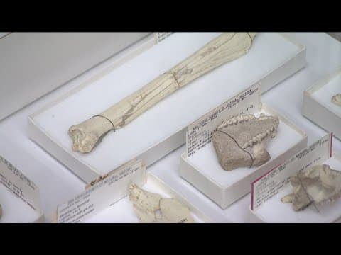 San Diego Natural History Museum's 'Amazement in the Basement'  features fossils, specimens
