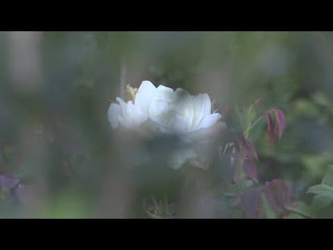 White House hosts fall garden tour this weekend: here's how to get tickets