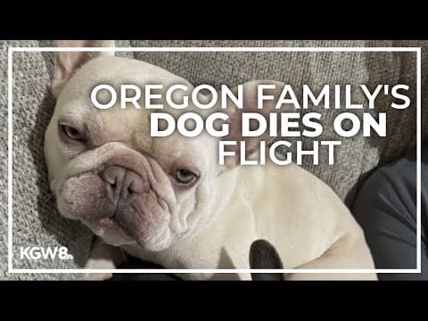 Oregon family's dog dies on Alaska Airlines flight, waiting to take off at Hawaii airport