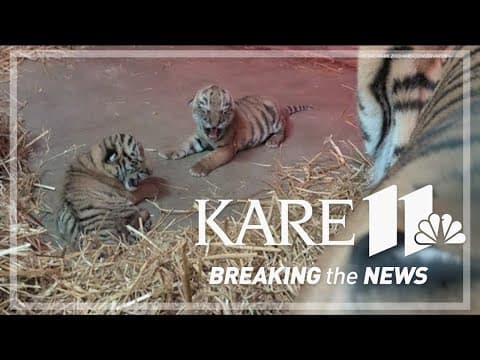 Pair of rare Amur tiger cubs debut at Minnesota Zoo; raise hopes for the endangered species