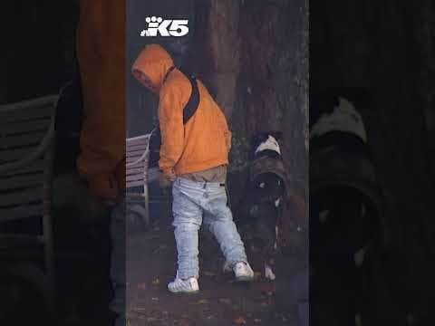 Burien City Council passes public camping ban ordinance #shorts  #news