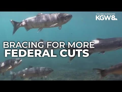Trump's latest budget could impact Columbia River salmon restoration projects