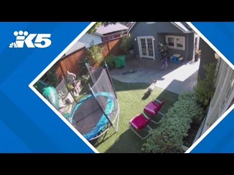 Surveillance video catches coyote chasing after 4-year-old in Portland backyard