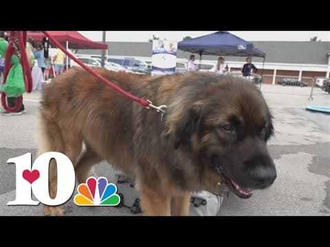 Dogs making a splash with Dock Dogs diving competition during Dog Daze