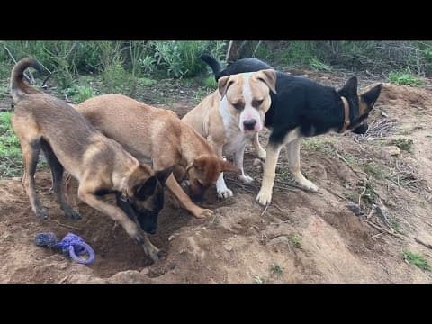 Jamul community on edge after 4 dogs shot, killed and dumped near road