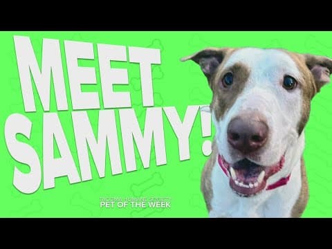Pet Rescue of the Week: Sammy