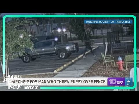 Puppy thrown over 6-foot fence at Humane Society of Tampa Bay