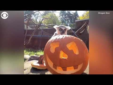Lemurs eat pumpkins at the Oregon Zoo