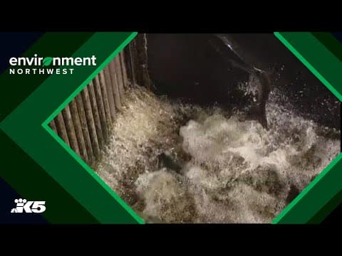 $240 million will go toward tribal salmon hatcheries across the Northwest