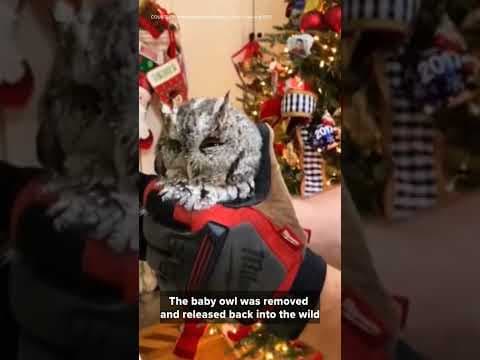 Owl be home for Christmas.