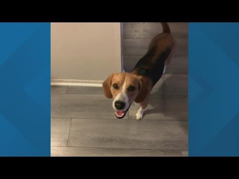 Family says dog was stolen from Reynoldsburg PetSmart, later found dead on road