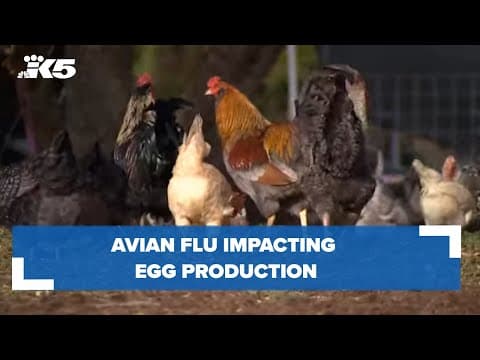 Avian flu impacting egg production