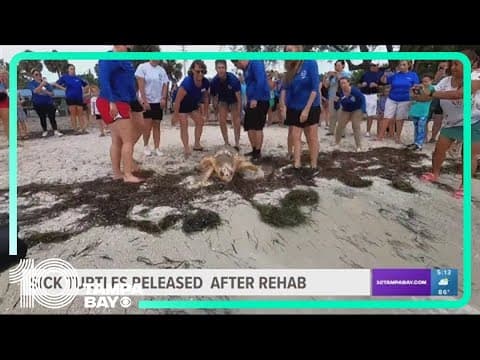 Sick sea turtles released back into Gulf waters after undergoing rehab