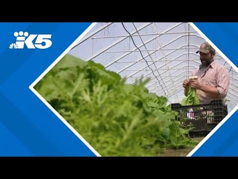 DOGE cuts hit small farms in western Washington