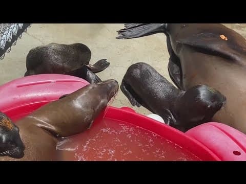 Multiple marine mammals infected with deadly toxin, SeaWorld San Diego rescue