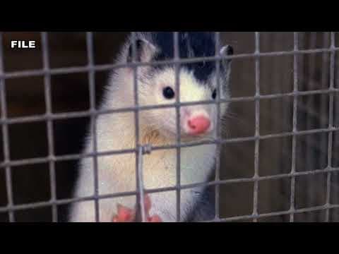 Up to 40,000 mink released from northwest Ohio farm