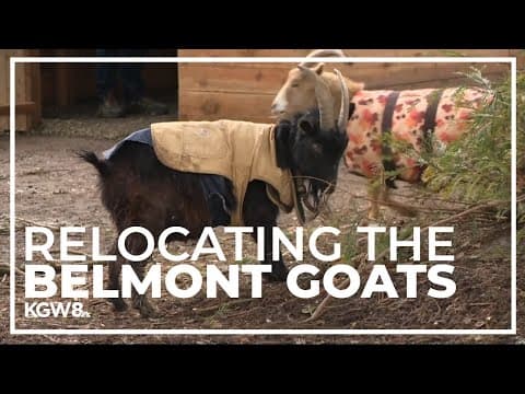 Belmont goats relocate due to Safe Rest Village replacing homeless camps in North Portland