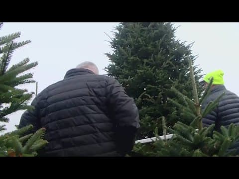 The White House Christmas tree has been picked