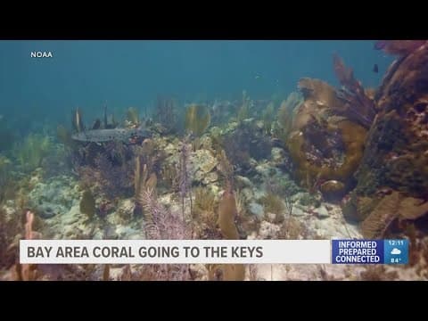 Corals born at Florida Aquarium head to Florida Keys