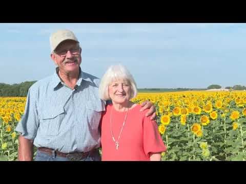 Farmer surprises wife with 80 acres of sunflowers for their 50th wedding anniversary