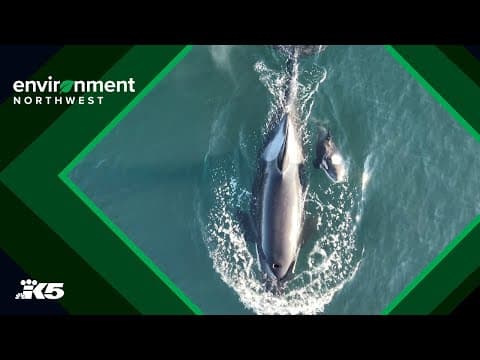 Drone video shows mother orca and new calf