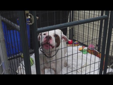 Tennessee animal shelters urged to apply for state grants supporting spay and neuter services