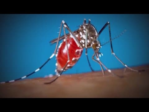 Best ways to protect yourself from mosquitoes