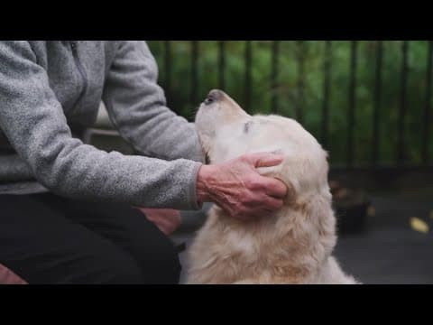 Keeping pets safe during the holidays