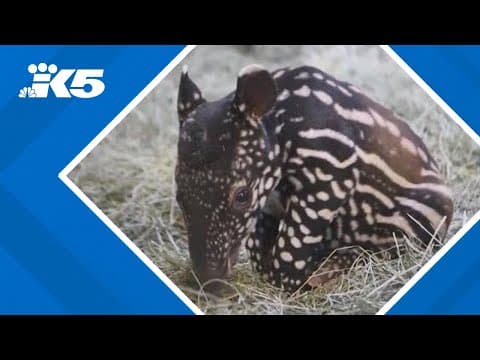 Point Defiance Zoo's Malayan tapir calf grows first tooth