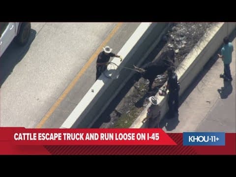 Extended coverage: Cattle run loose on I-45